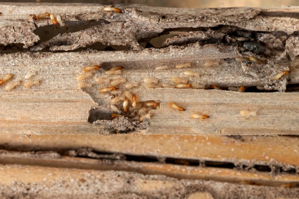 Best Cockroach Control Services  in Brookside, NJ
